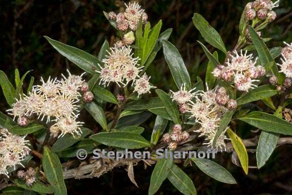 baccharis salicifolia ssp salicifolia 1 graphic